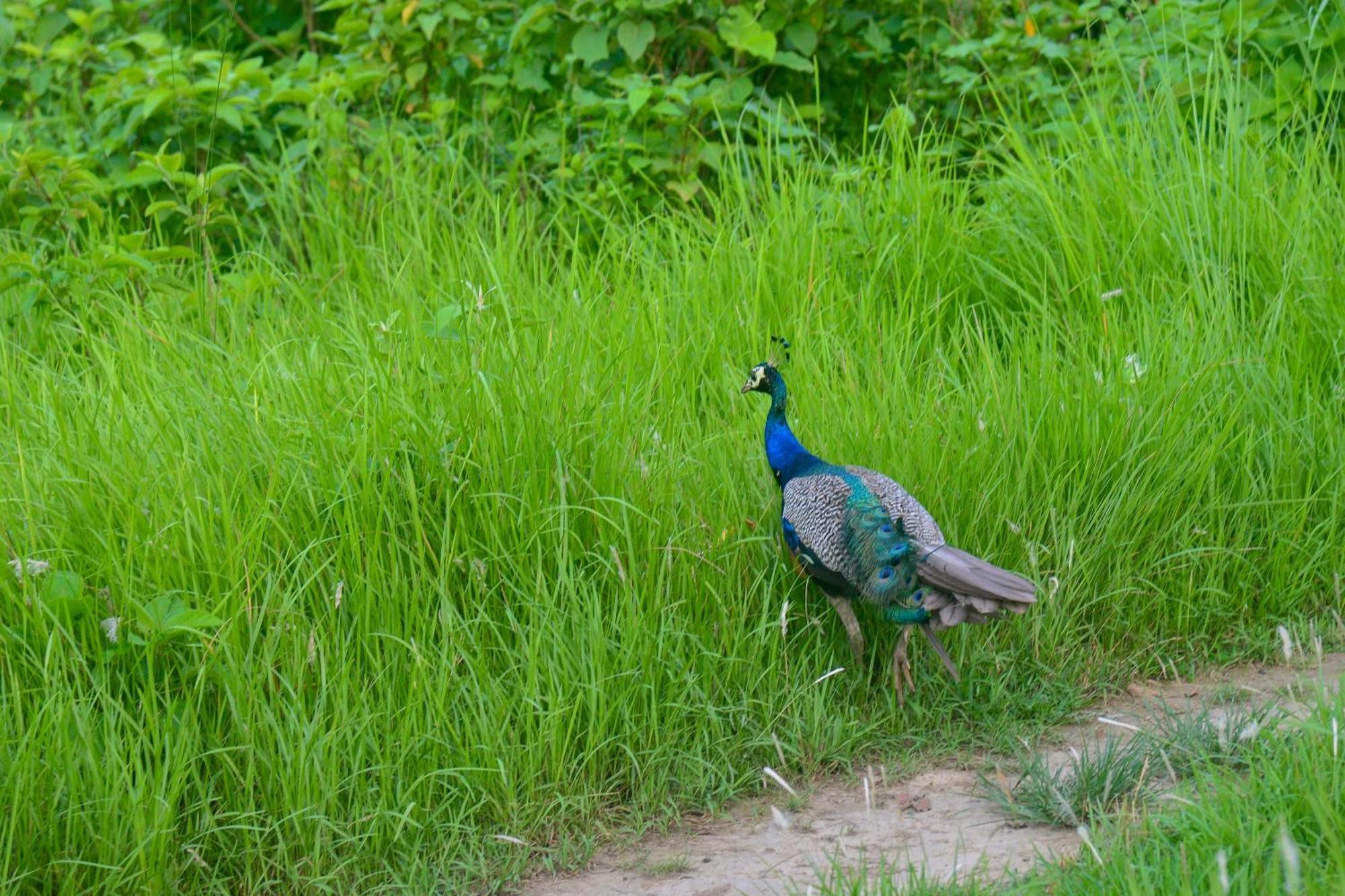 Greenland Safari, Sauraha Exterior foto
