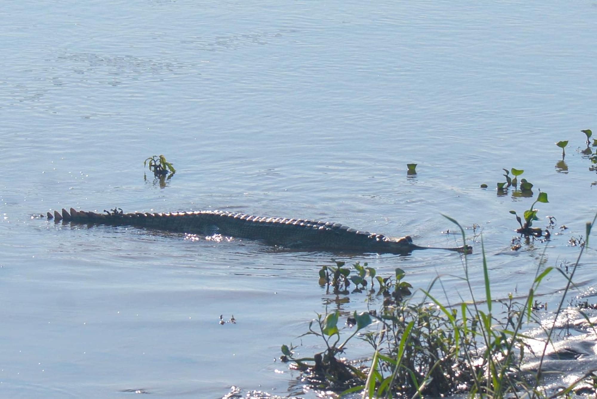 Greenland Safari, Sauraha Exterior foto